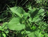 Salvia verticillata. Верхушка зацветающего растения. Краснодарский край, Абинский р-н, юж. окр. ст-цы Холмская, луг. 16.09.2016.