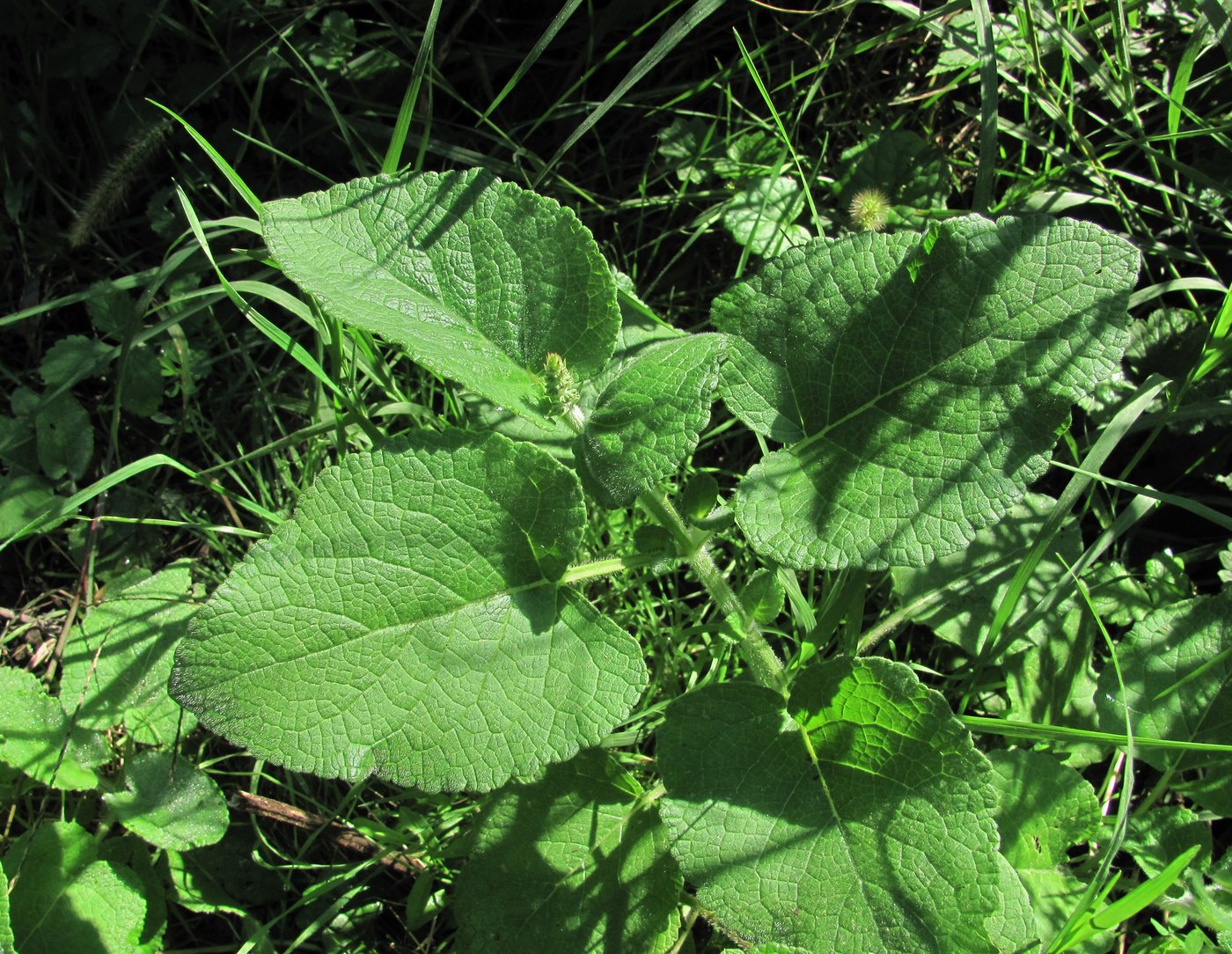 Image of Salvia verticillata specimen.