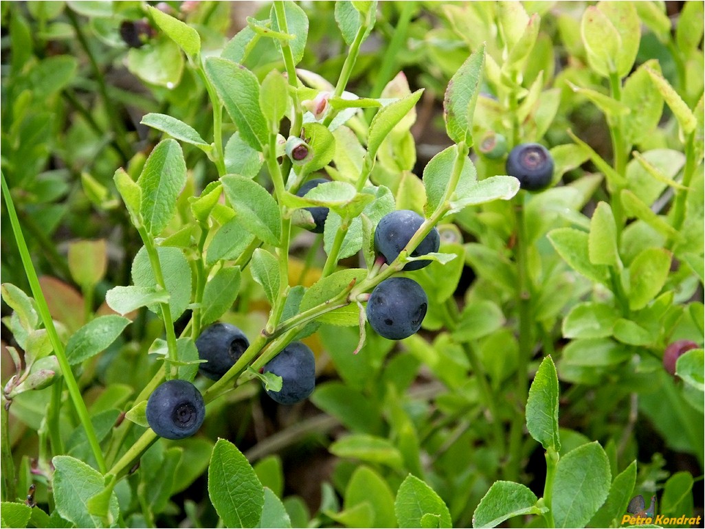 Image of Vaccinium myrtillus specimen.