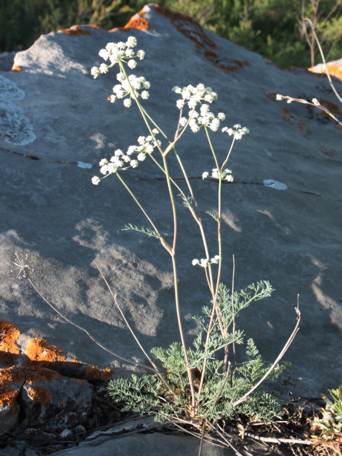 Image of Seseli ledebourii specimen.
