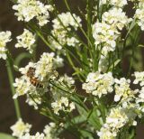 Image of taxon representative. Author is Тамара Риб
