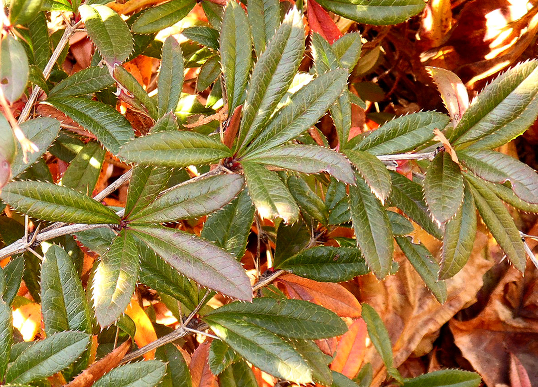 Image of Berberis julianae specimen.