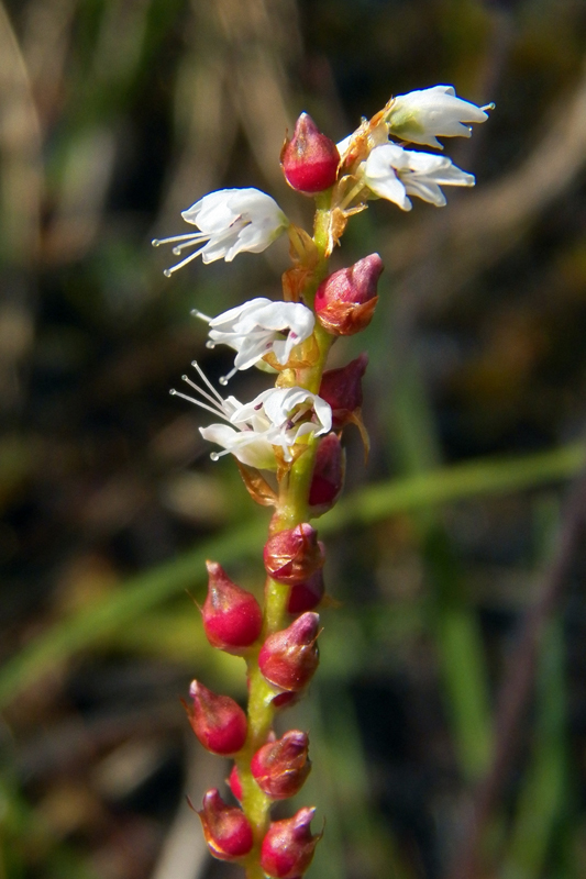 Image of Bistorta vivipara specimen.