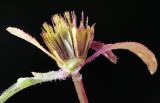 Image of taxon representative. Author is Пётр Шеенко