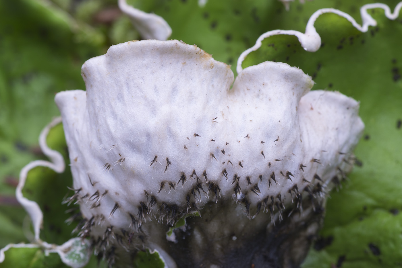 Image of Peltigera aphthosa specimen.