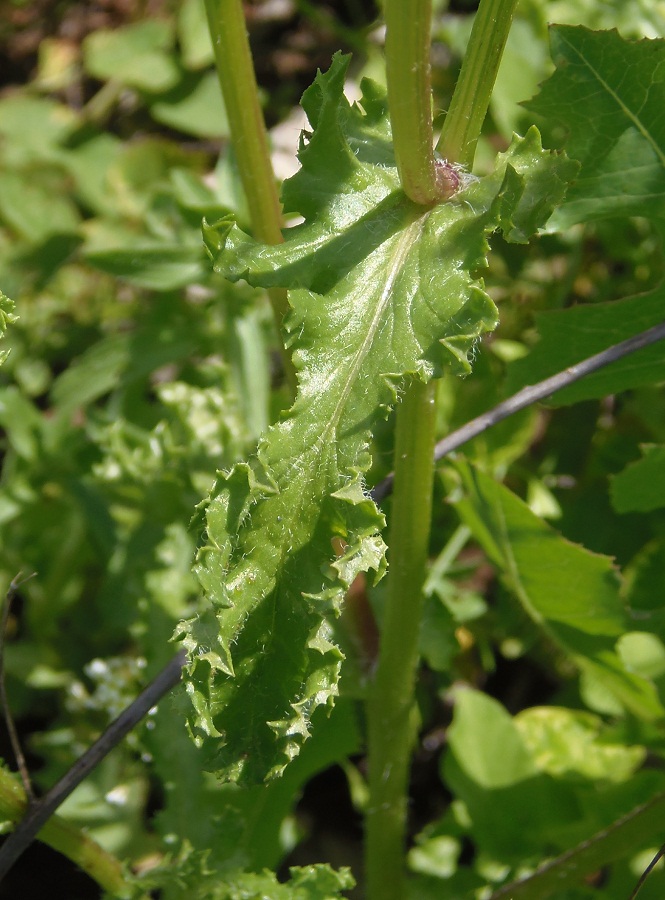 Image of Senecio vernalis specimen.