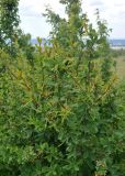 Berberis vulgaris. Ветви плодоносящего кустарника. Крым, Бахчисарайский р-н, окр. пещерного г. Чуфут-Кале, степь. 08.06.2016.