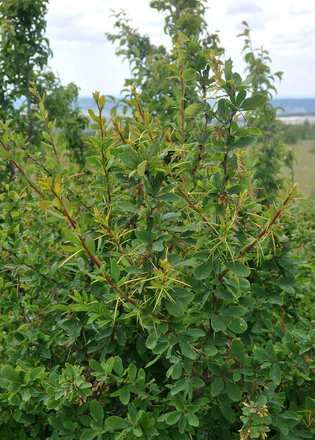 Image of Berberis vulgaris specimen.