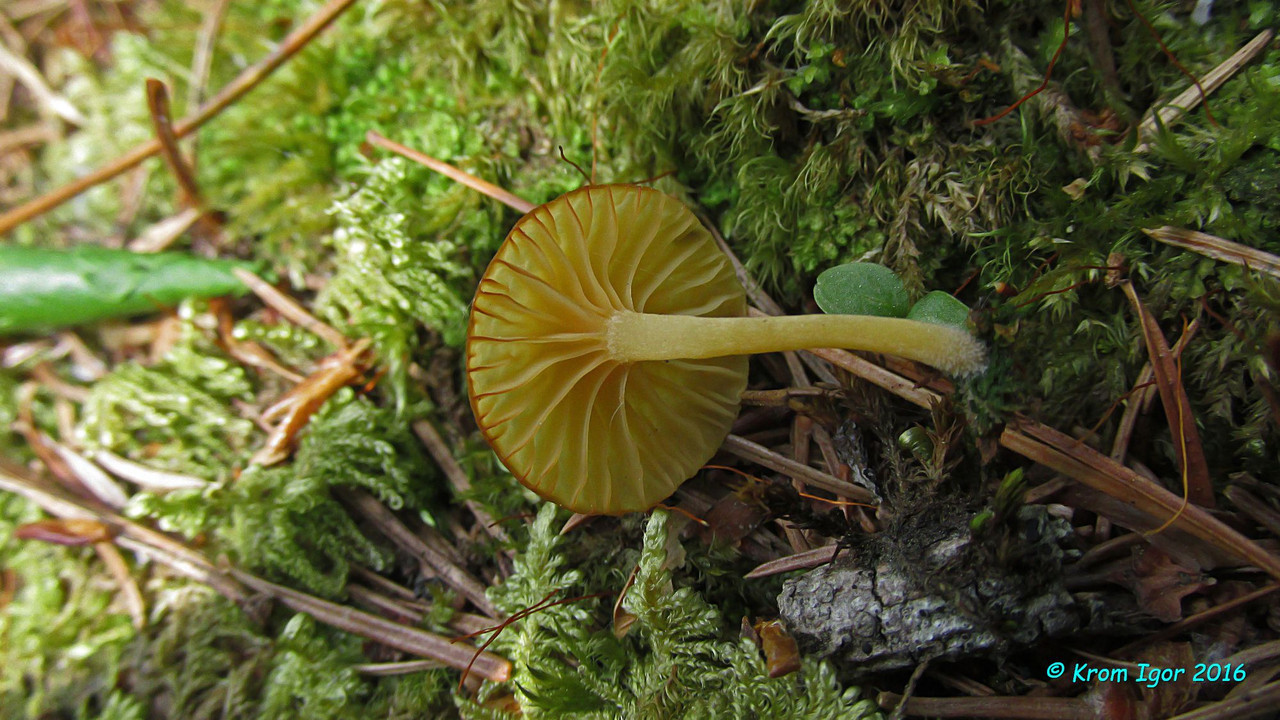Image of Lichenomphalia alpina specimen.