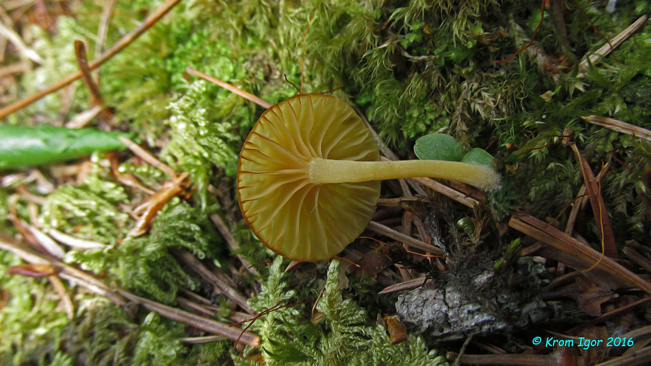 Изображение особи Lichenomphalia alpina.