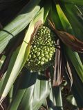 Pandanus tectorius. Незрелое соплодие и основания листьев. Австралия, Квинсленд, о. Фрейзер, северо-восточный берег. 16.04.2009.