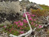 Rhododendron camtschaticum. Цветущие растения на сопке среди крупноглыбистых камней. Магаданская обл., Ольский р-н, бассейн р. Окса. 29.06.2012.