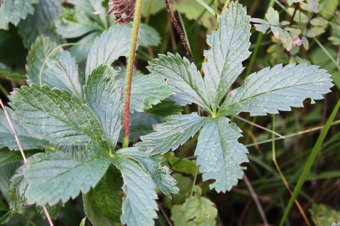 Image of Potentilla chrysantha specimen.