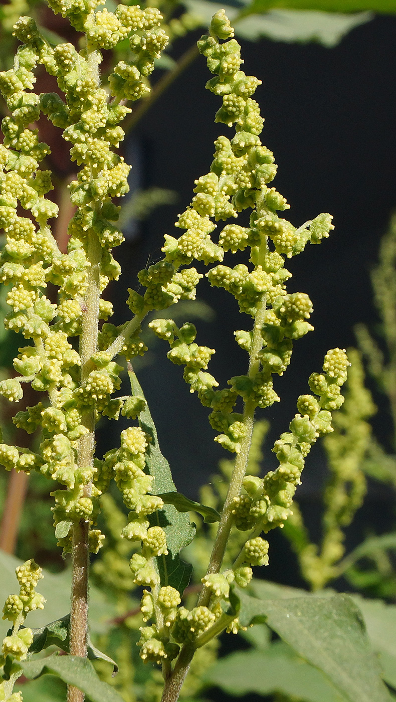 Изображение особи Cyclachaena xanthiifolia.