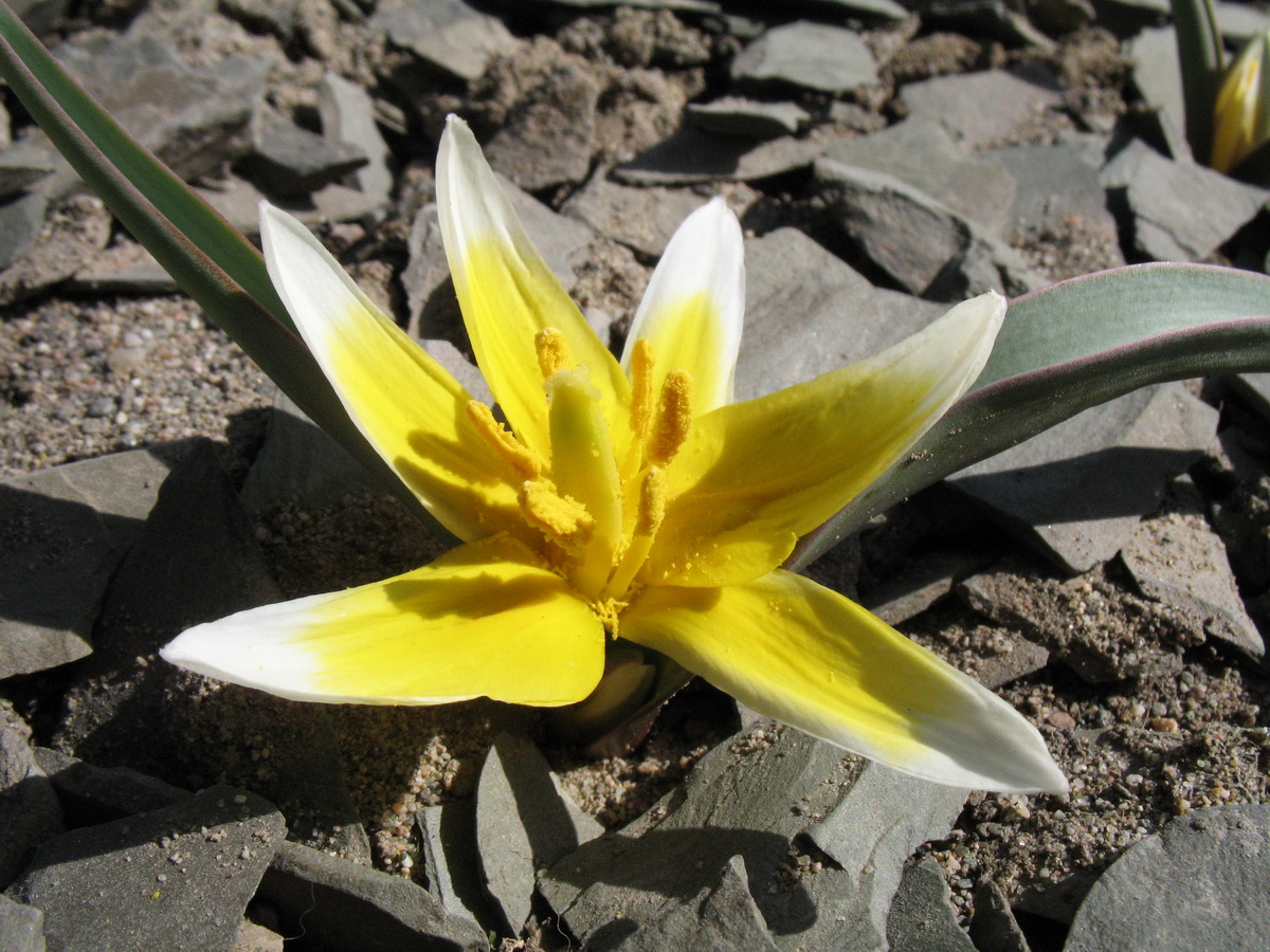 Изображение особи Tulipa dianaeverettiae.
