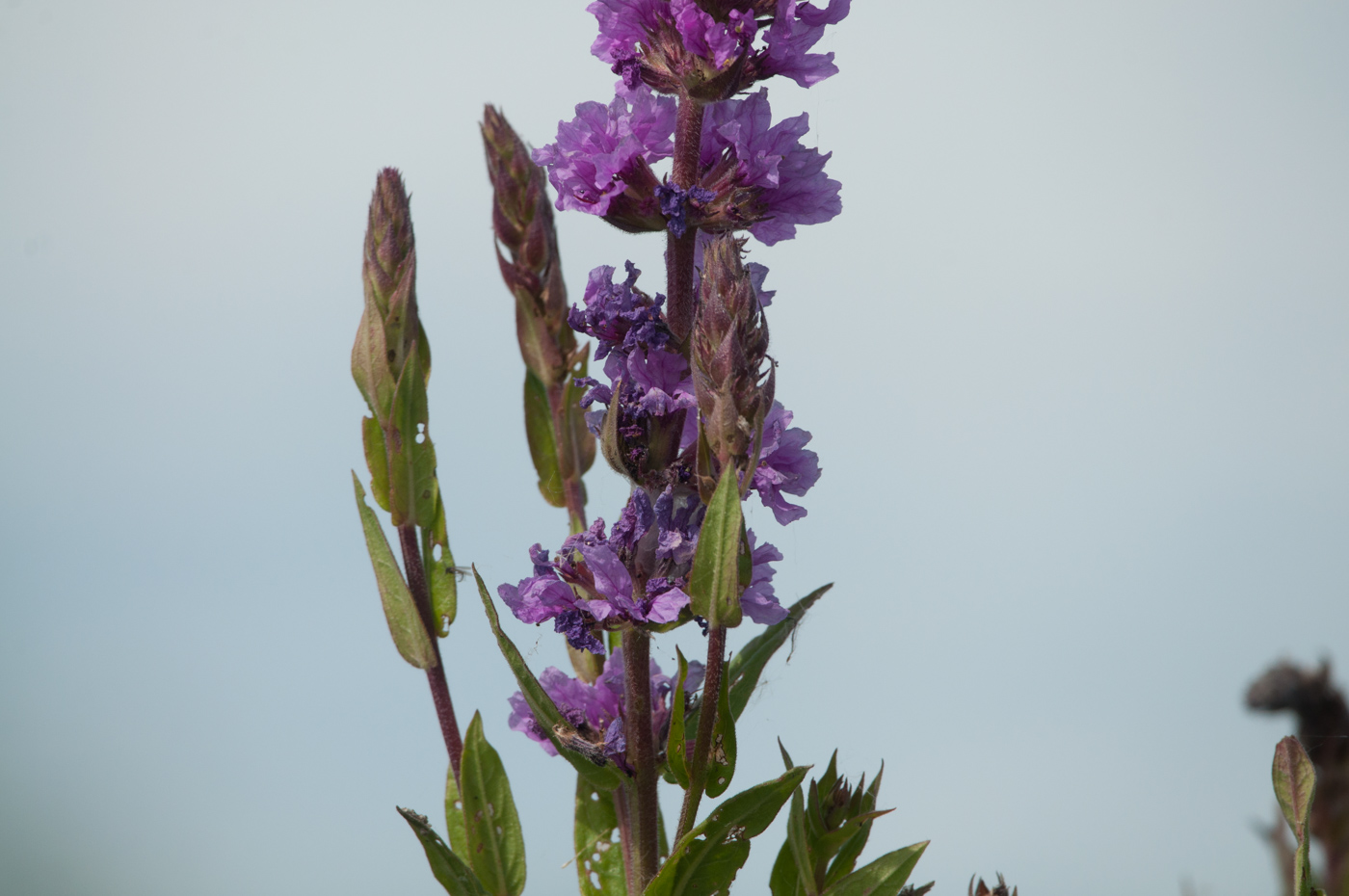 Image of Lythrum salicaria specimen.