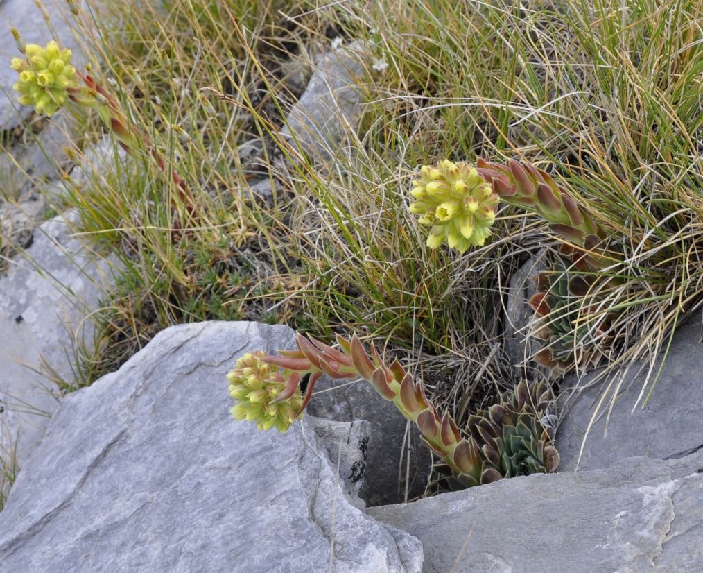 Image of Jovibarba heuffelii specimen.