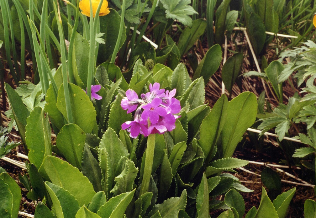 Изображение особи Primula nivalis.