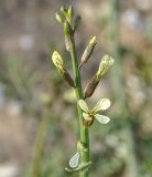 Carrichtera annua