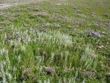 Artemisia maritima. Засолённый приморский луг с приморской полынью и обыкновенным кермеком (Limonium vulgare). Нидерланды, Северное море, остров Схирмонниког. 4 августа 2007 г.