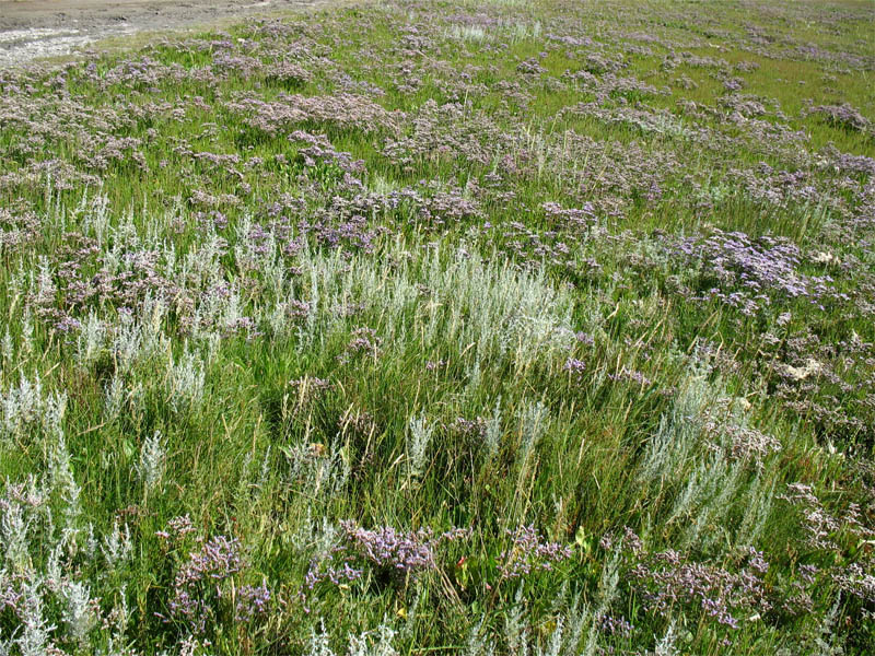 Изображение особи Artemisia maritima.