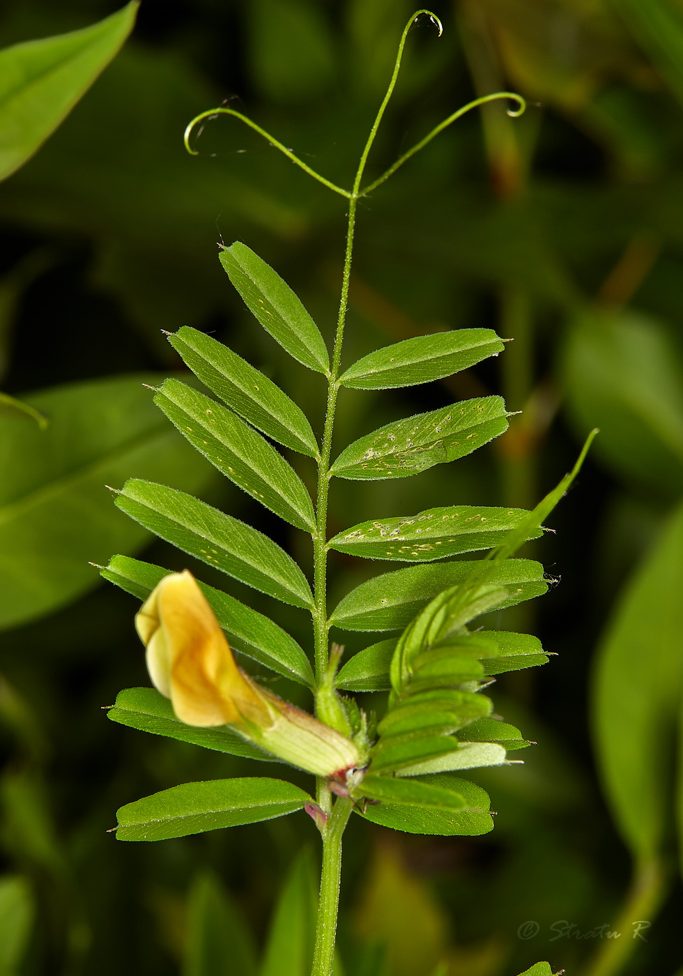 Image of Vicia grandiflora specimen.