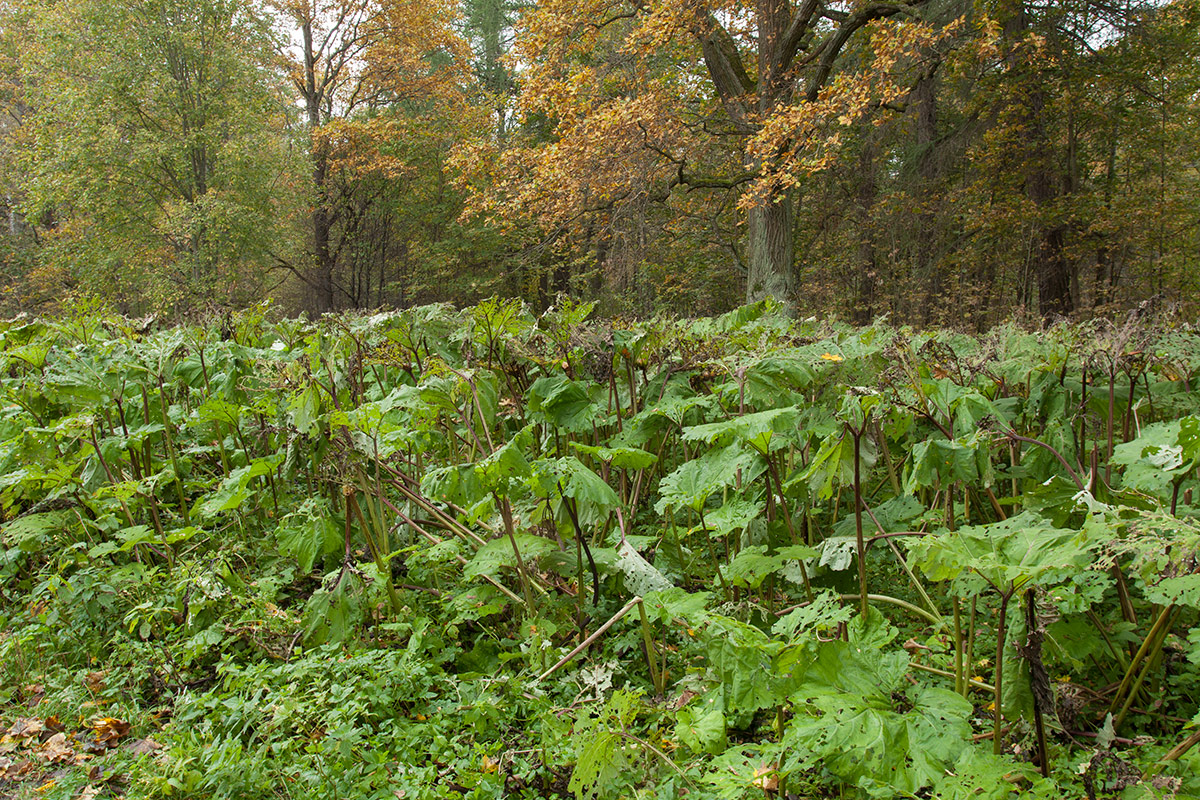 Изображение особи Petasites hybridus.