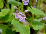 Glechoma hederacea