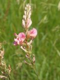 Onobrychis arenaria. Соцветие. Украина, г. Запорожье, балка возле трассы на Васильевку, южнее Опытной станции, низина. 03.06.2016.