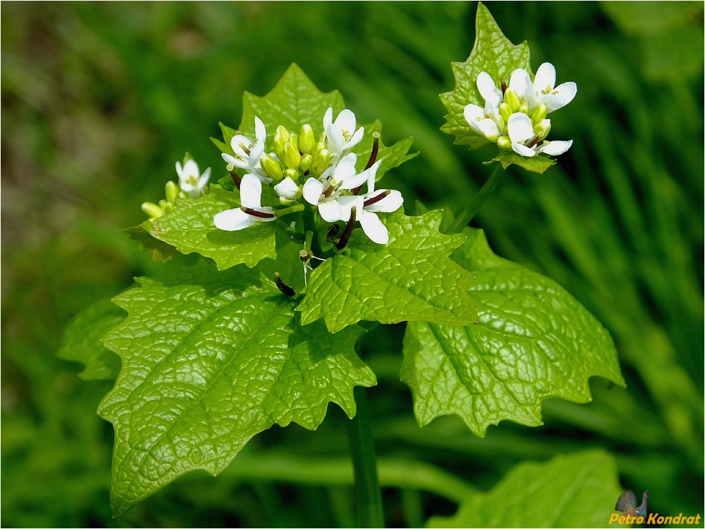 Image of Alliaria petiolata specimen.