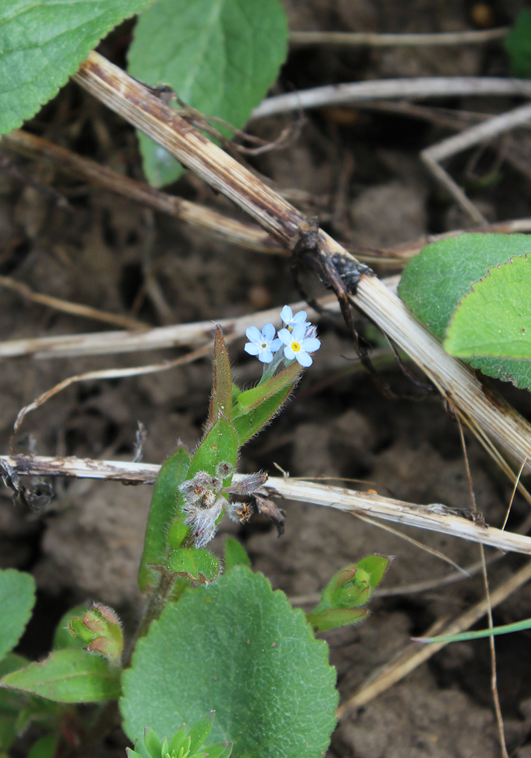 Изображение особи Myosotis arvensis.