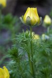 Adonis vernalis