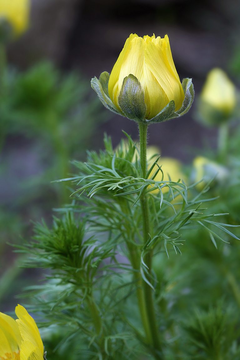 Image of Adonis vernalis specimen.