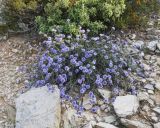 Globularia alypum