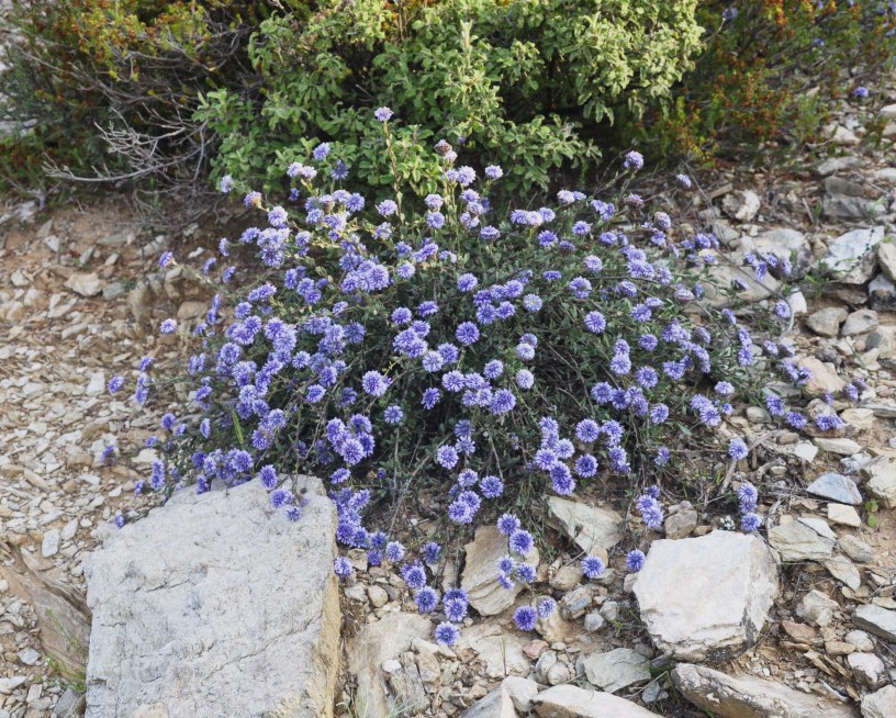 Image of Globularia alypum specimen.