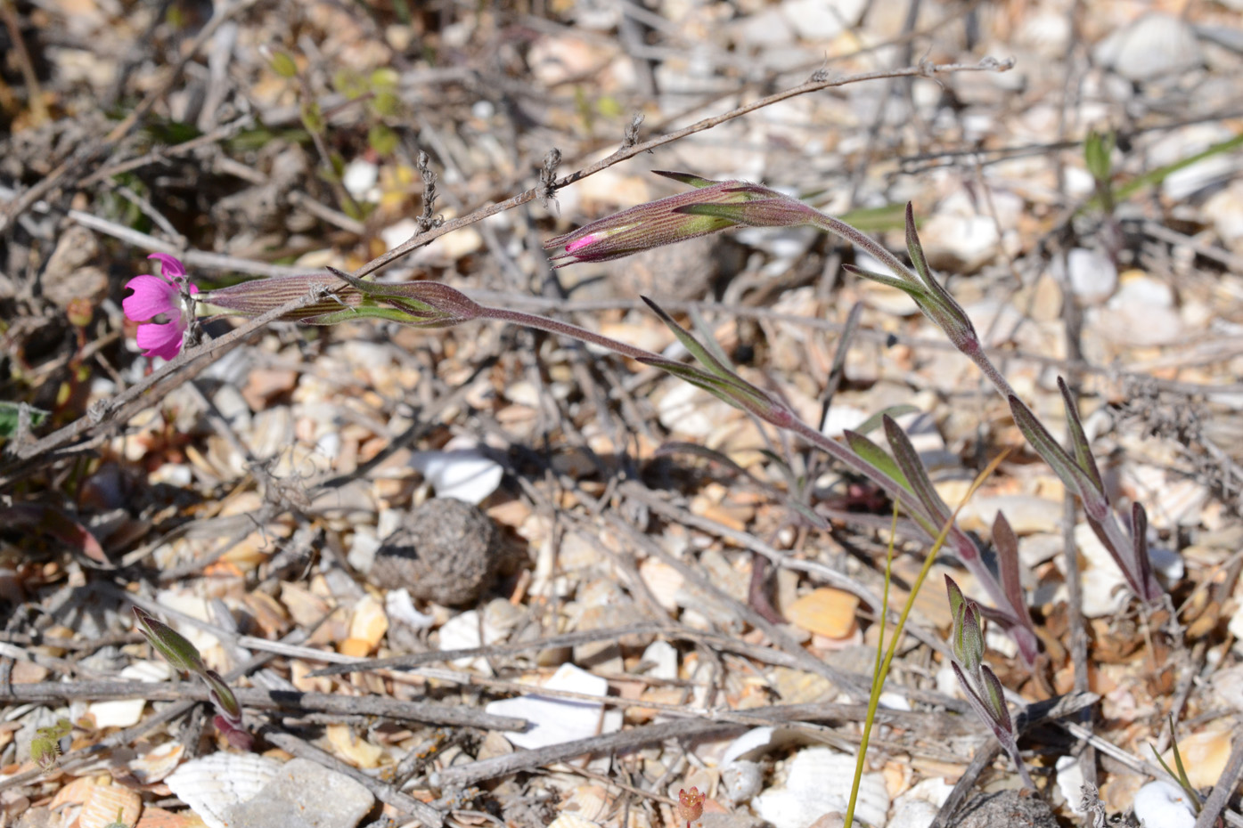 Image of Pleconax subconica specimen.