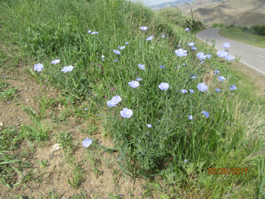 Изображение особи Linum austriacum.