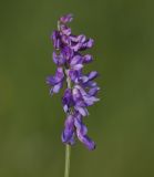 Vicia cracca. Соцветие. Нижегородская обл., Кстовский р-н, окр. с. Вередеево, луг. 20.06.2017.