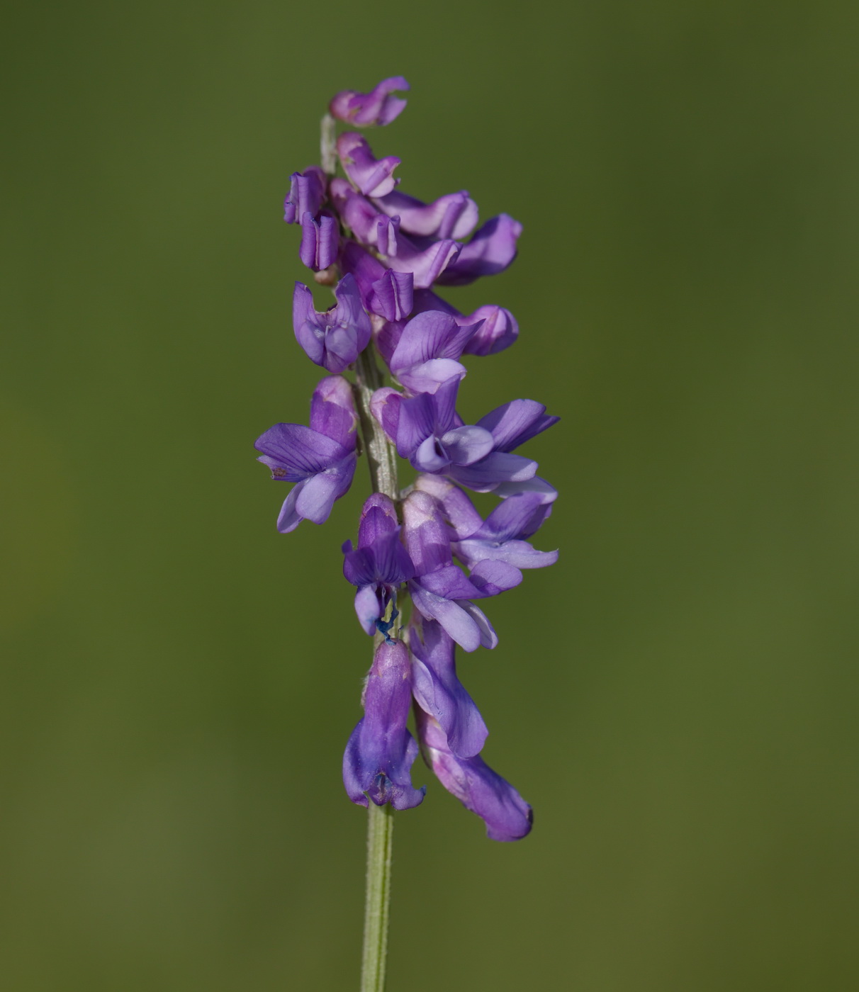 Изображение особи Vicia cracca.