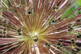 Allium schubertii. Часть соплодия со зрелыми раскрывшимися плодами. Узбекистан, г. Ташкент, Ботанический сад им. Ф.Н. Русанова. 24.06.2017.