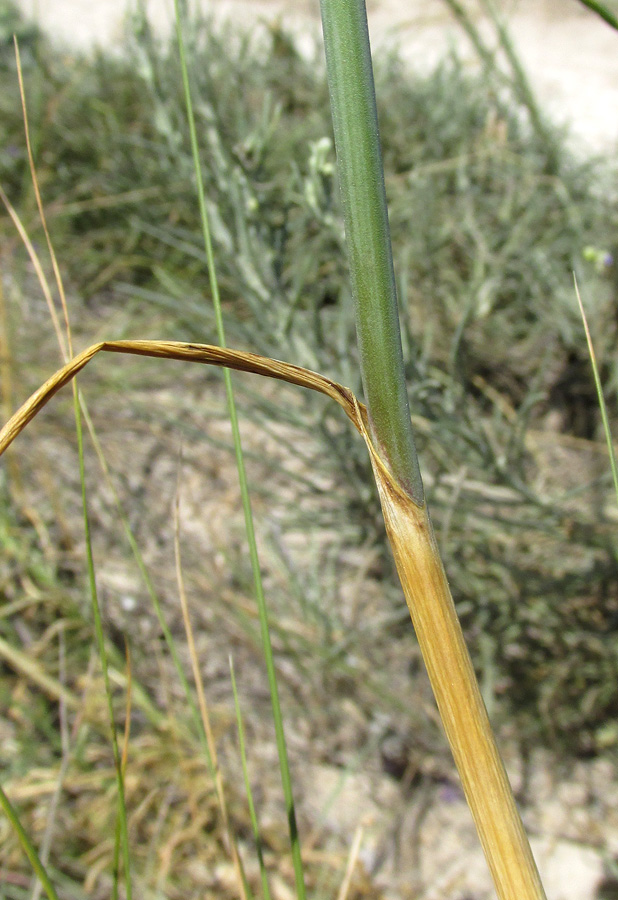 Image of Allium sphaerocephalon specimen.