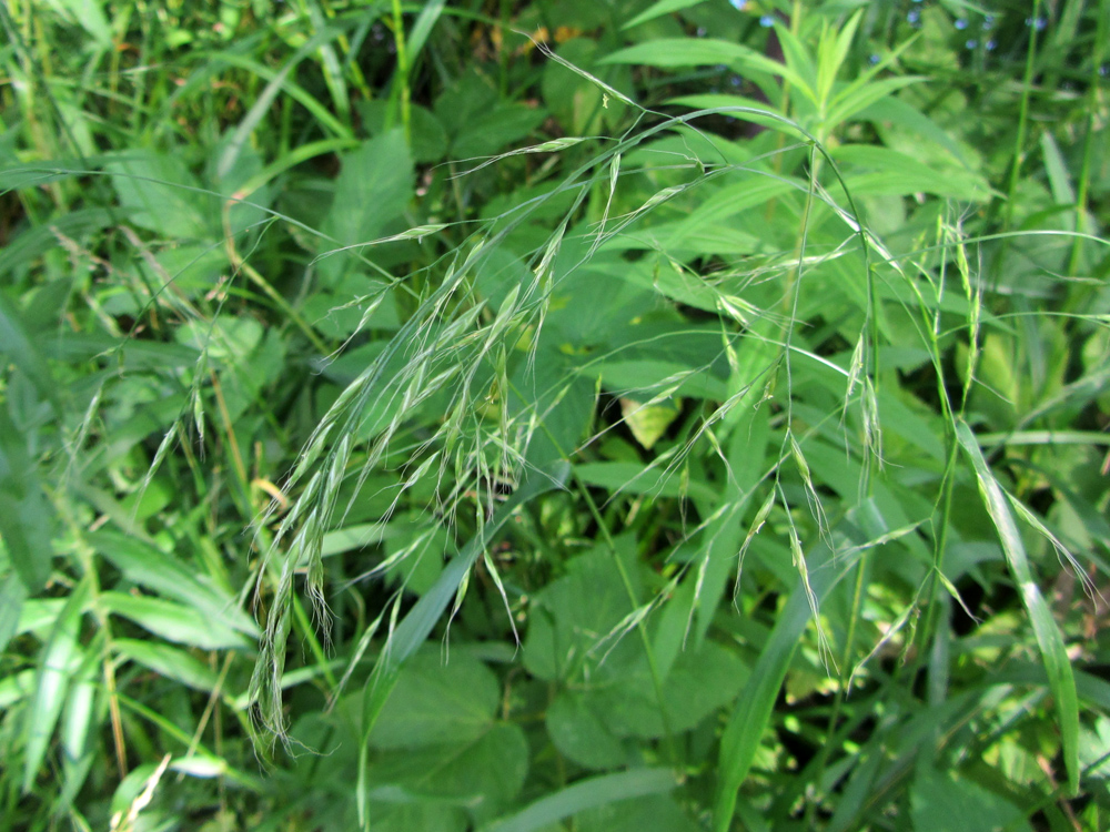 Изображение особи Festuca gigantea.