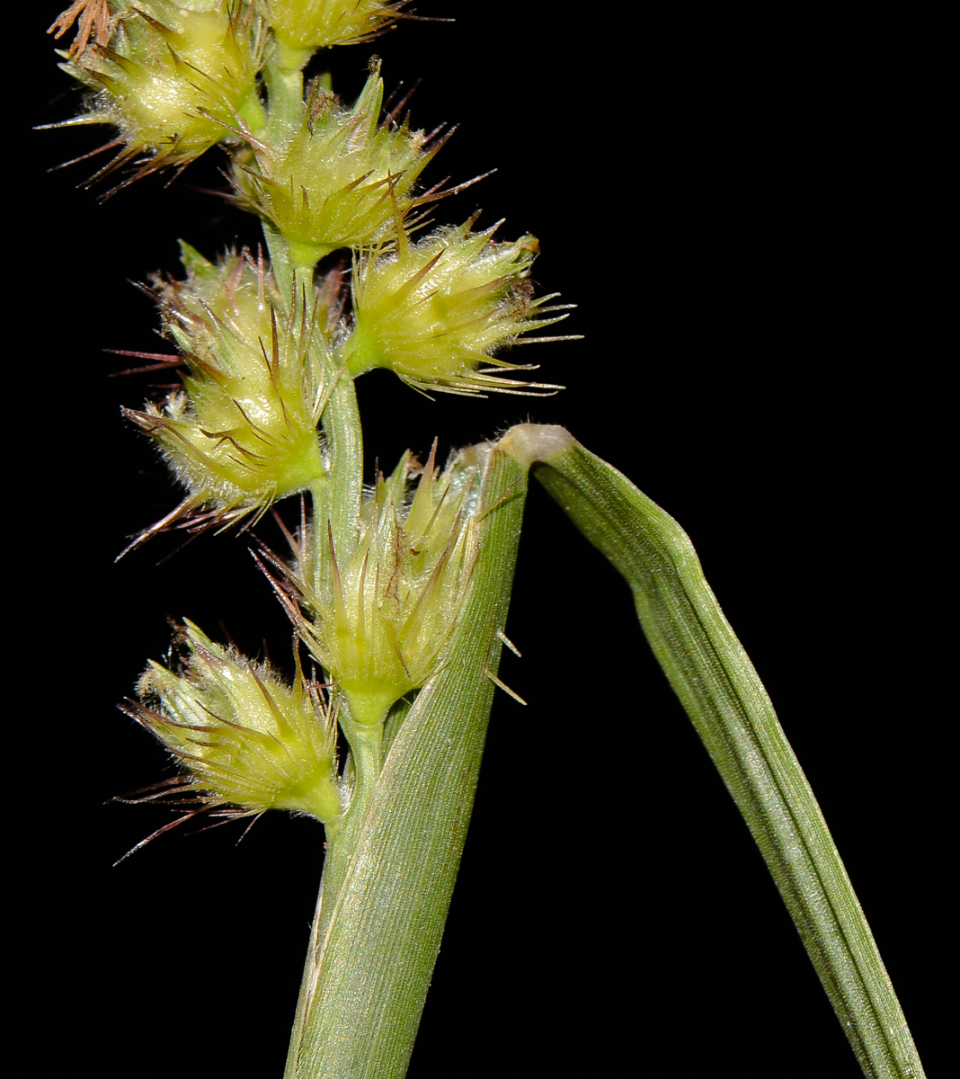 Изображение особи Cenchrus echinatus.