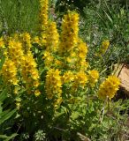 Lysimachia punctata