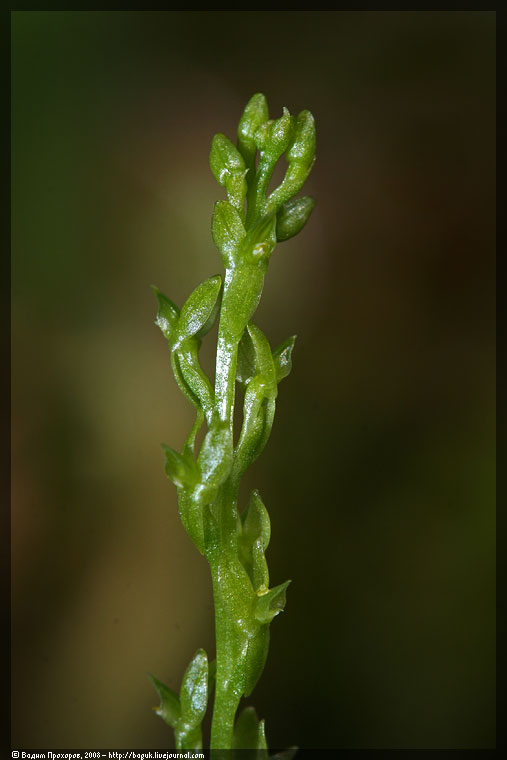 Image of Hammarbya paludosa specimen.