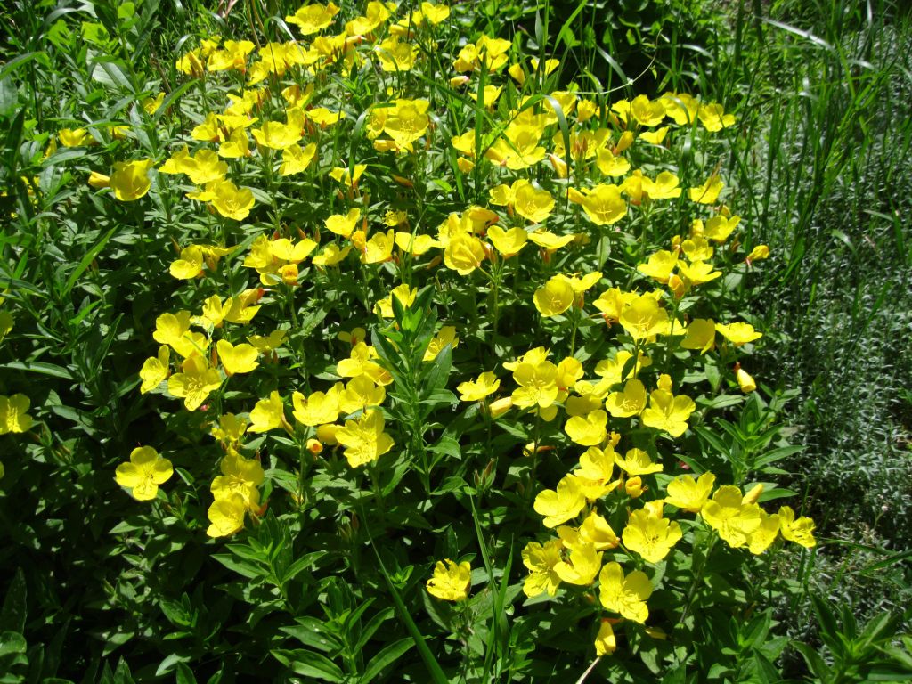 Image of Oenothera fruticosa specimen.