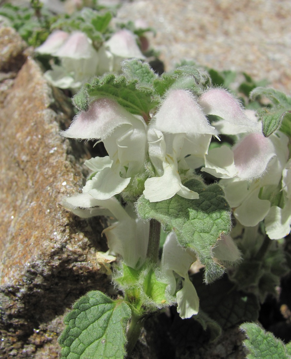 Image of Lamium tomentosum specimen.