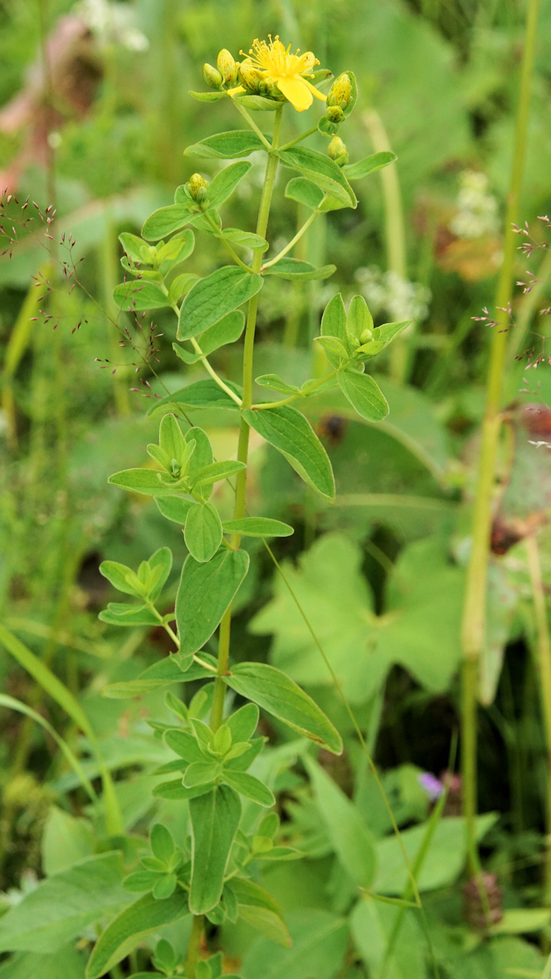 Изображение особи Hypericum maculatum.