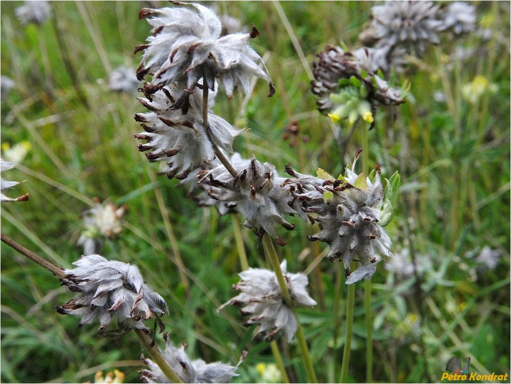 Изображение особи Anthyllis carpatica.