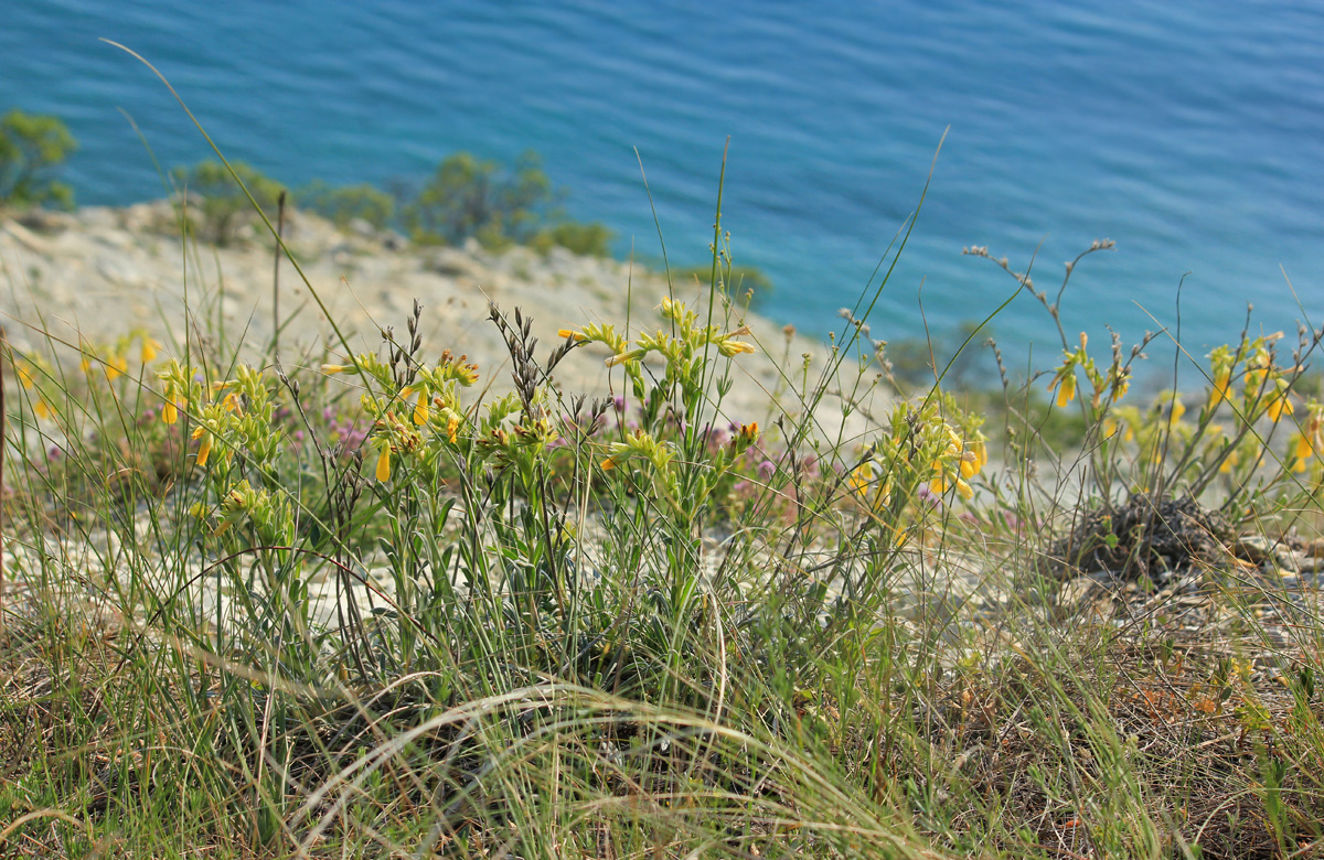 Image of Onosma taurica specimen.